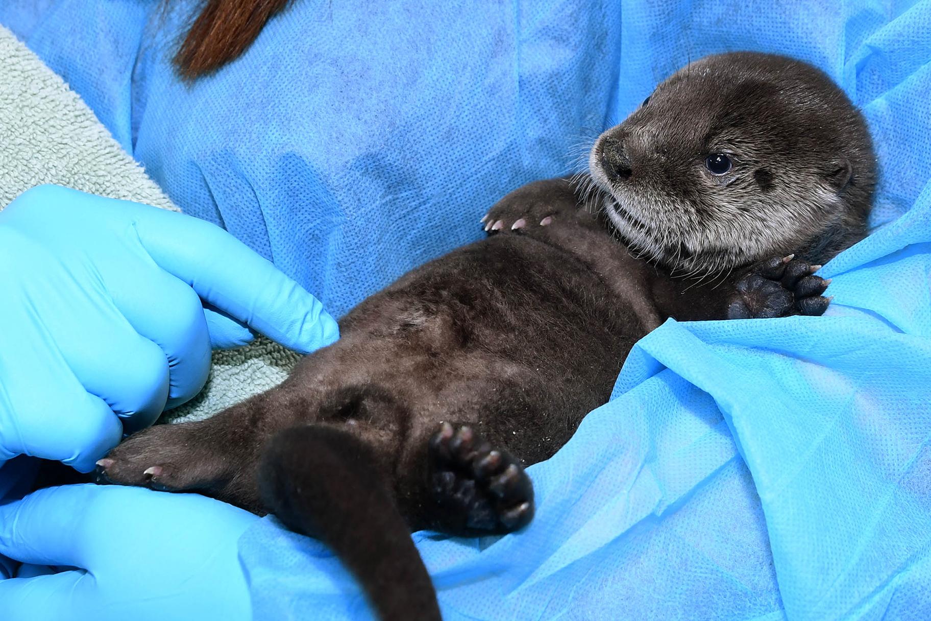 River Otter Pup Being Hand Reared At Brookfield Zoo Chicago News WTTW